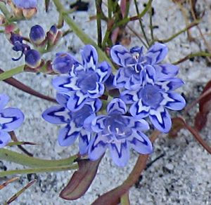 Lapeirousia corymbosa