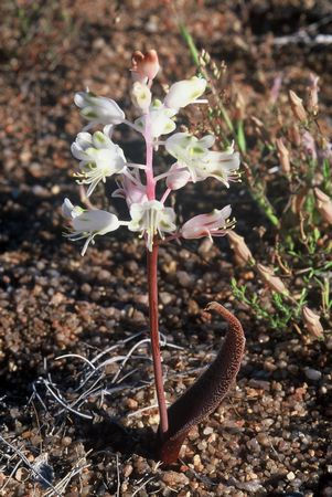 Lachenalia angelica