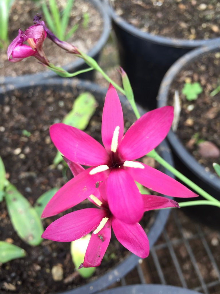 Geissorhiza inflexa