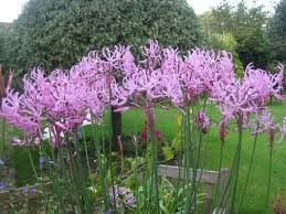 Nerine undulata