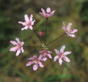 Nerine gracilis