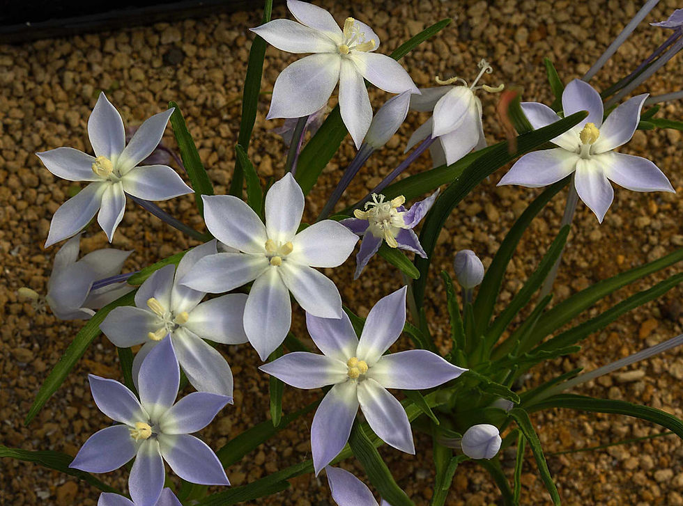 Lapeirousia montana