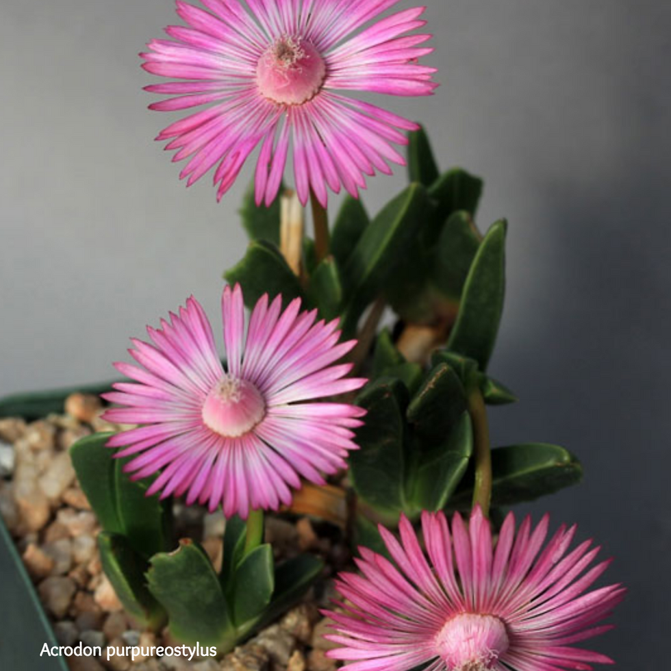 Acrodon purpureostylus