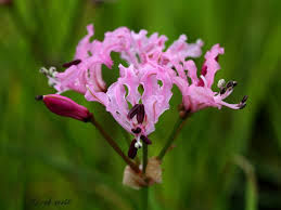 Nerine masionorum