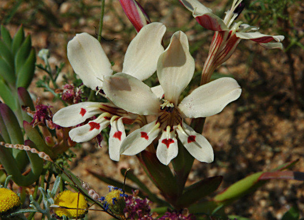 Lapeirousia fabricii