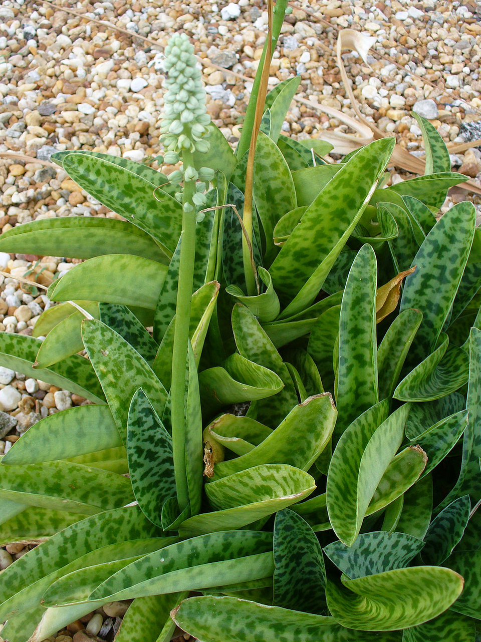 Ledebouria luteola