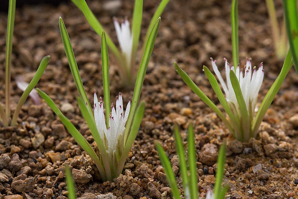 Lachenalia barkeriana