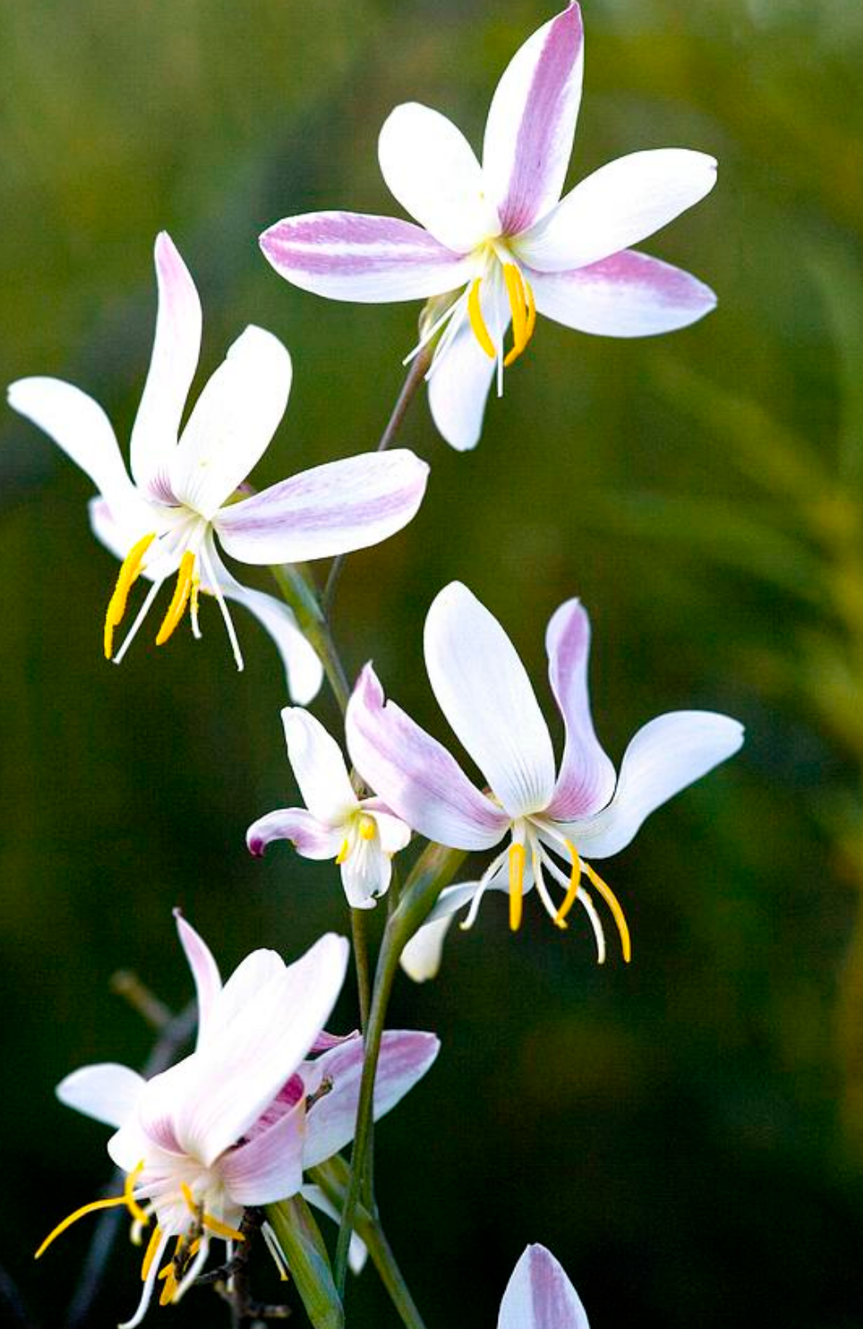 Hesperantha bachmanii