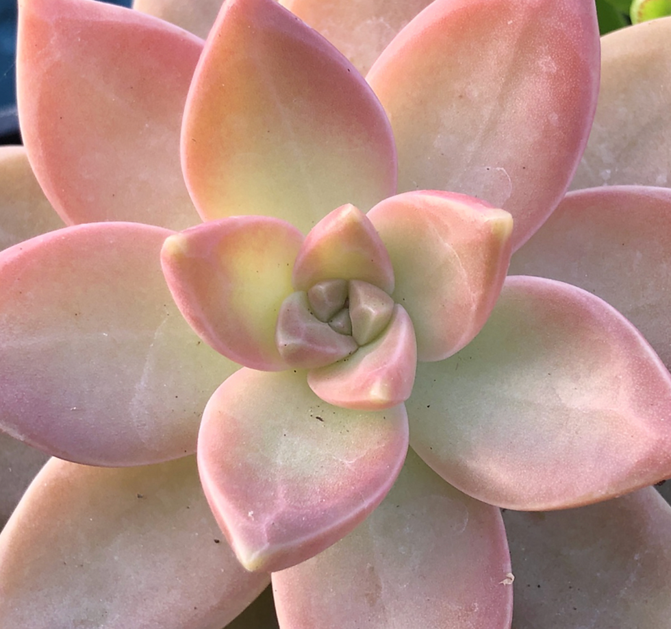 Graptopetalum California Sunset