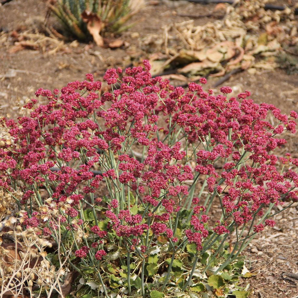 Eriogonum grande var. rubescens