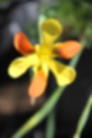 Moraea elegans