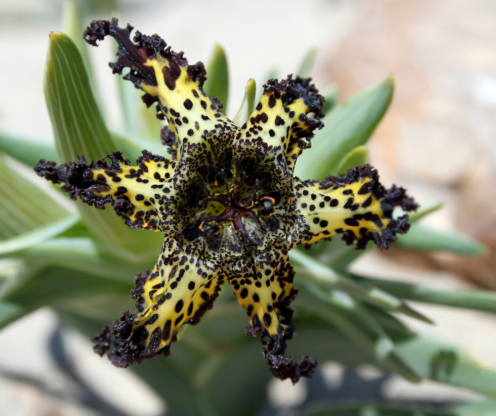 Ferraria crispa