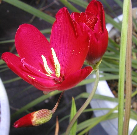 Geissorhiza inflexa