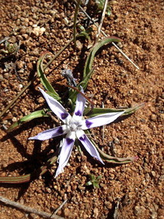 Lapeirousia plicata