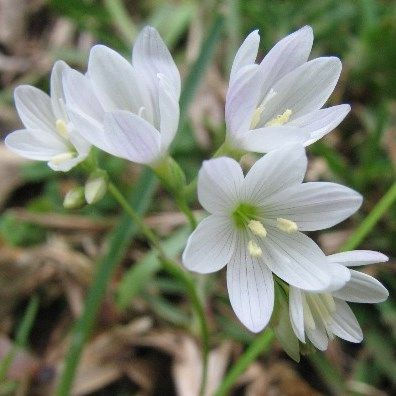 Geissorhiza bracteata