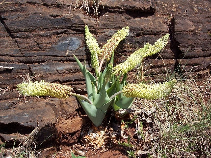 Ledebouria floribunda
