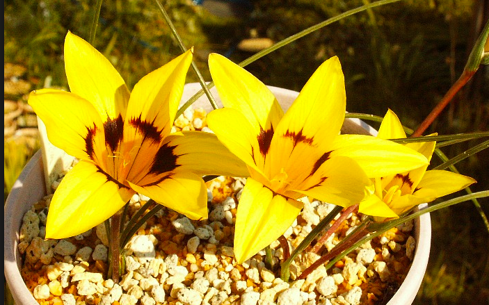 Romulea discifera