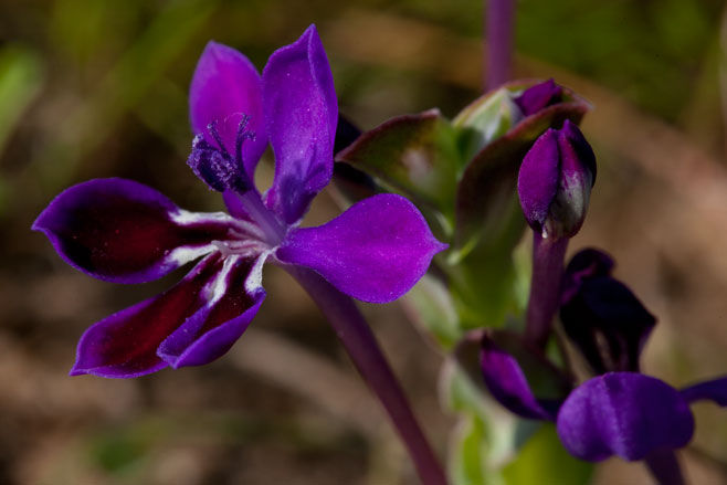 Lapeirousia jacquini