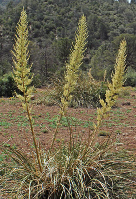 Nolina microcarpa