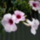 Pandorea jasminoides