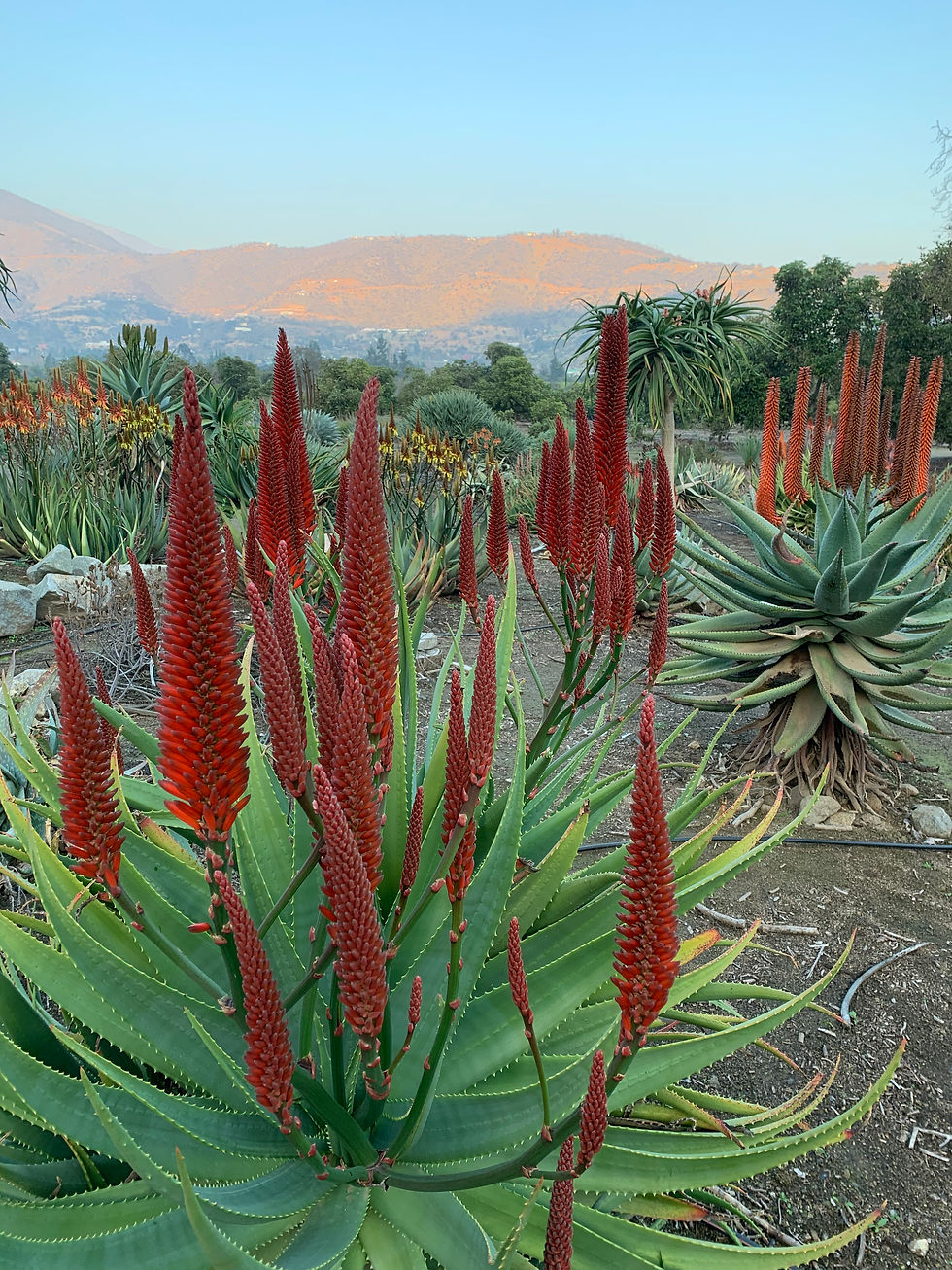 Aloe candelabrum