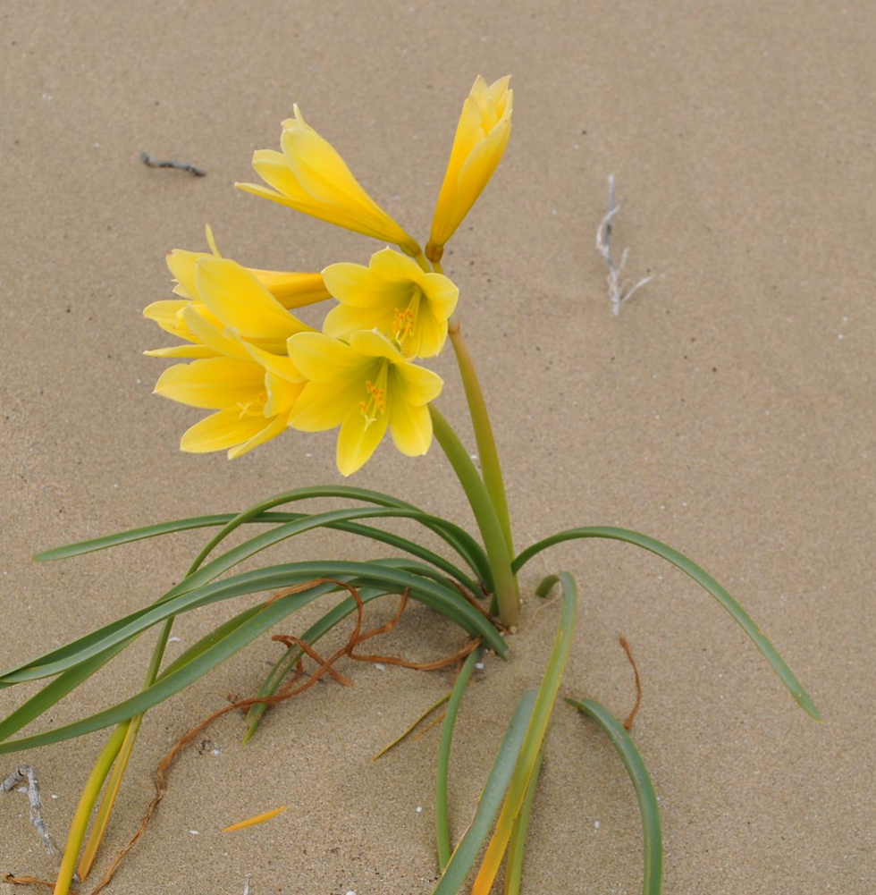 Rhodophiala bagnoldii