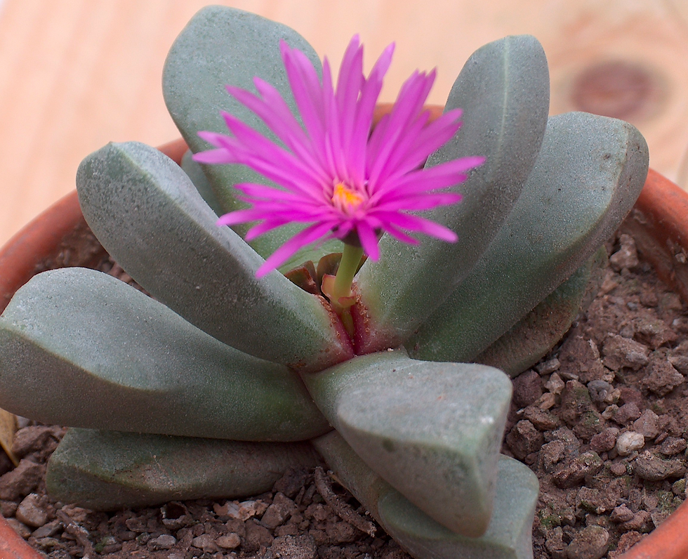 Cerochlamys pachyphylla