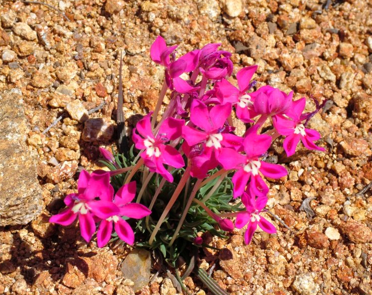 Lapeirousia silenoides