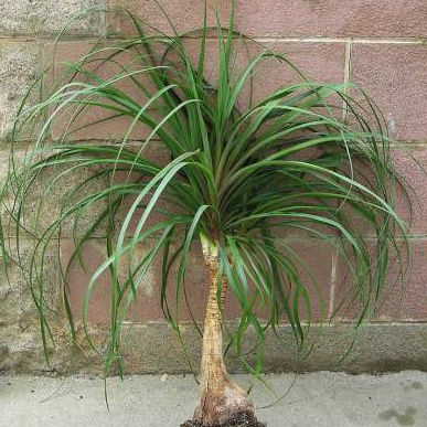Beaucarnea recurvata