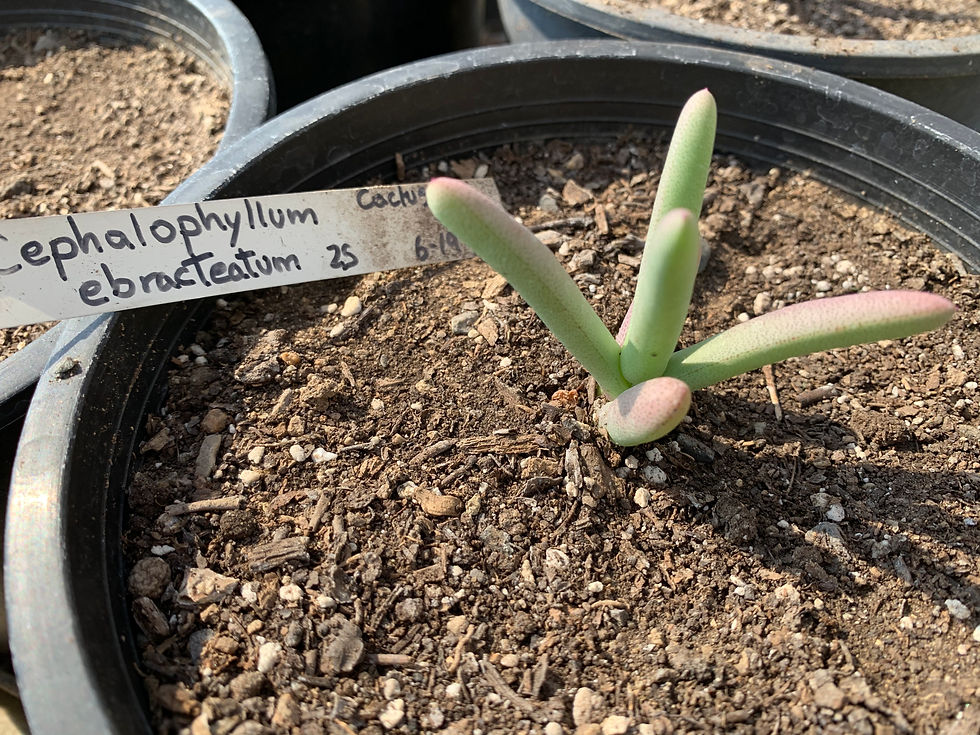 Cephalophyllum ebracteatum