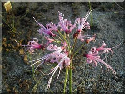 Nerine filamentosa
