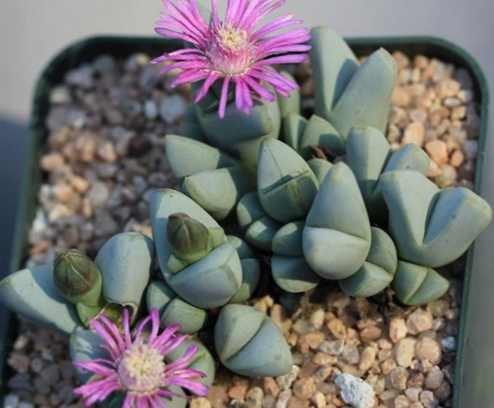 Antimima dualis