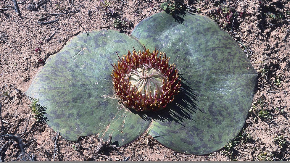 Massonia depressa