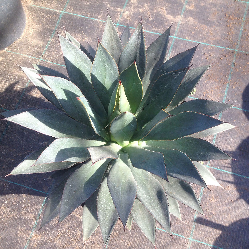 Agave guadalajarana x colimana