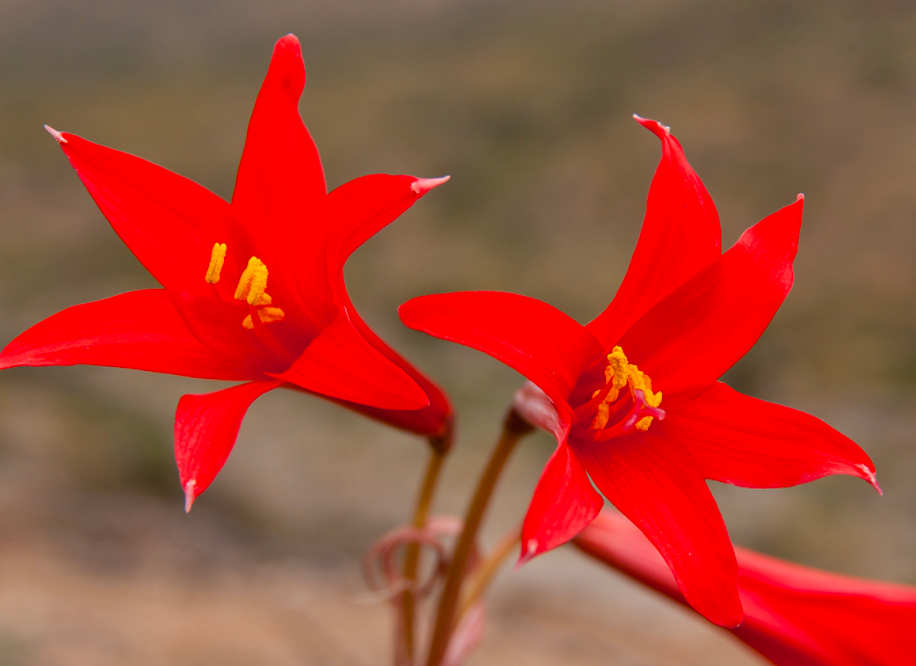 Rhodophiala añañuca