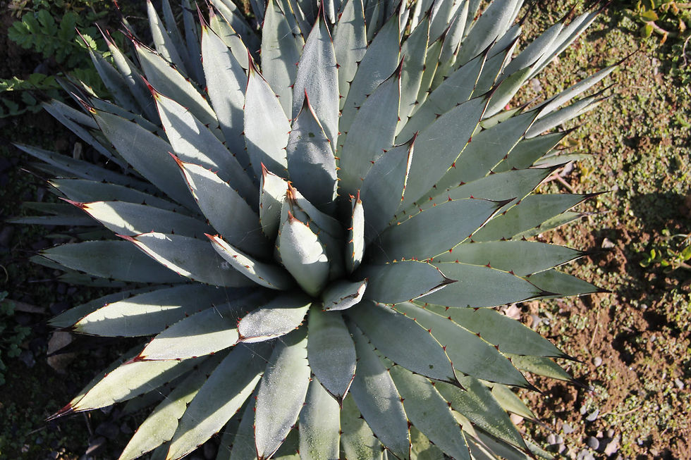 Agave macroacantha