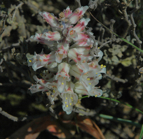 Lachenalia alba