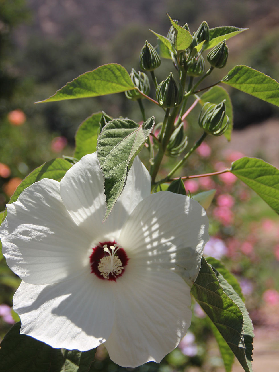 Hibiscus lasiocarpos var occidentalis