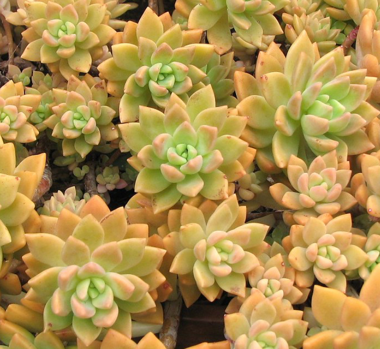 Graptosedum Golden Glow