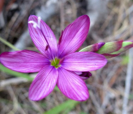 Geissorhiza foliosa