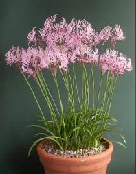Nerine humilis