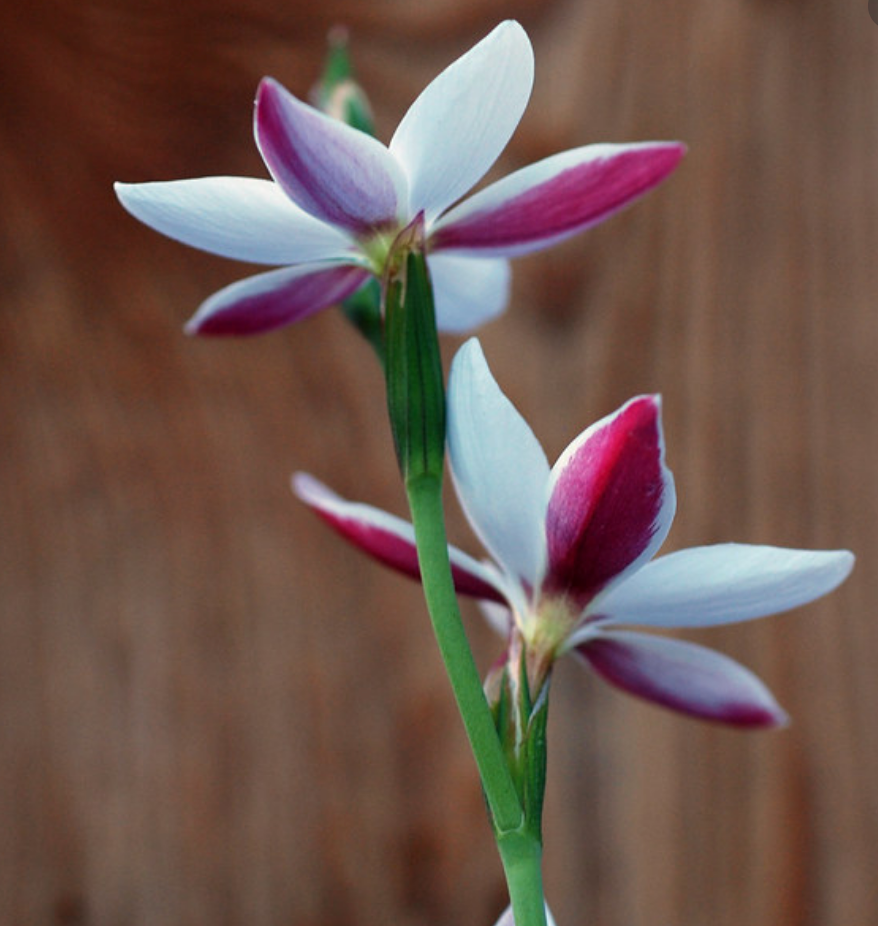 Hesperantha cucullata