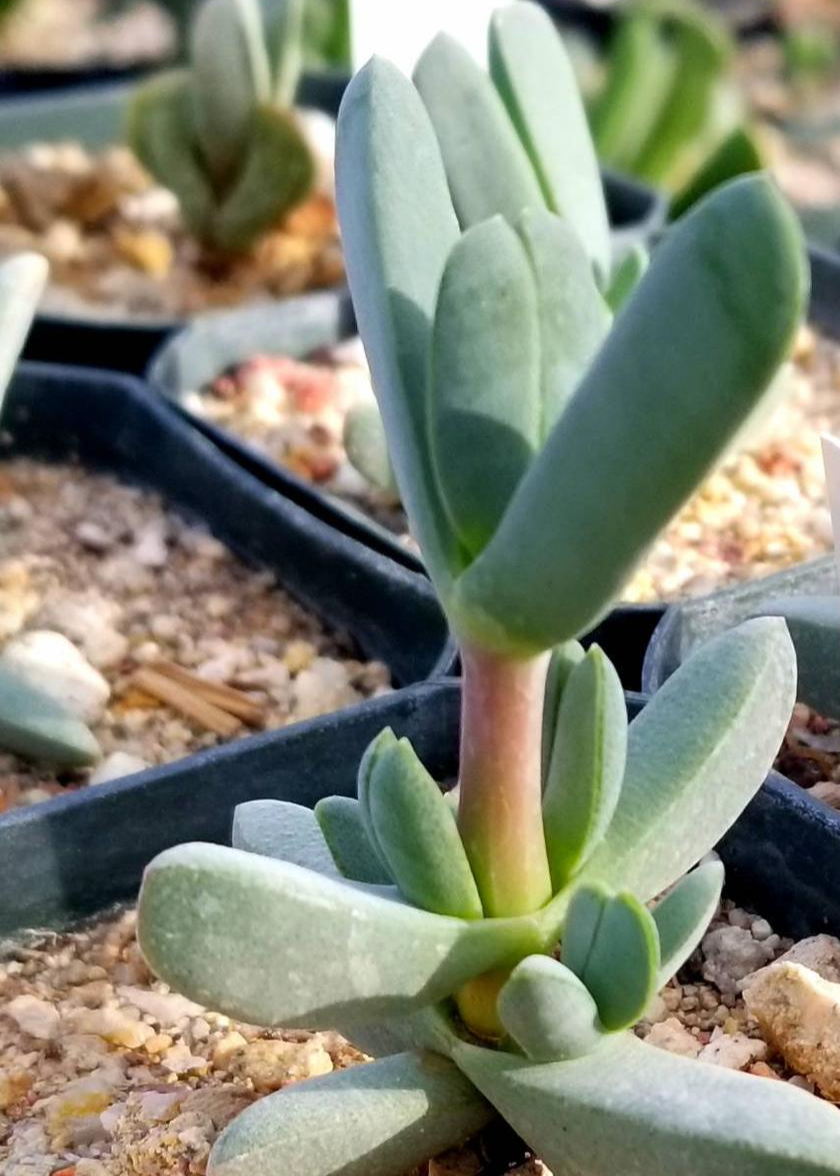 Antimima compressa