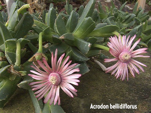 Acrodon bellidiflorus