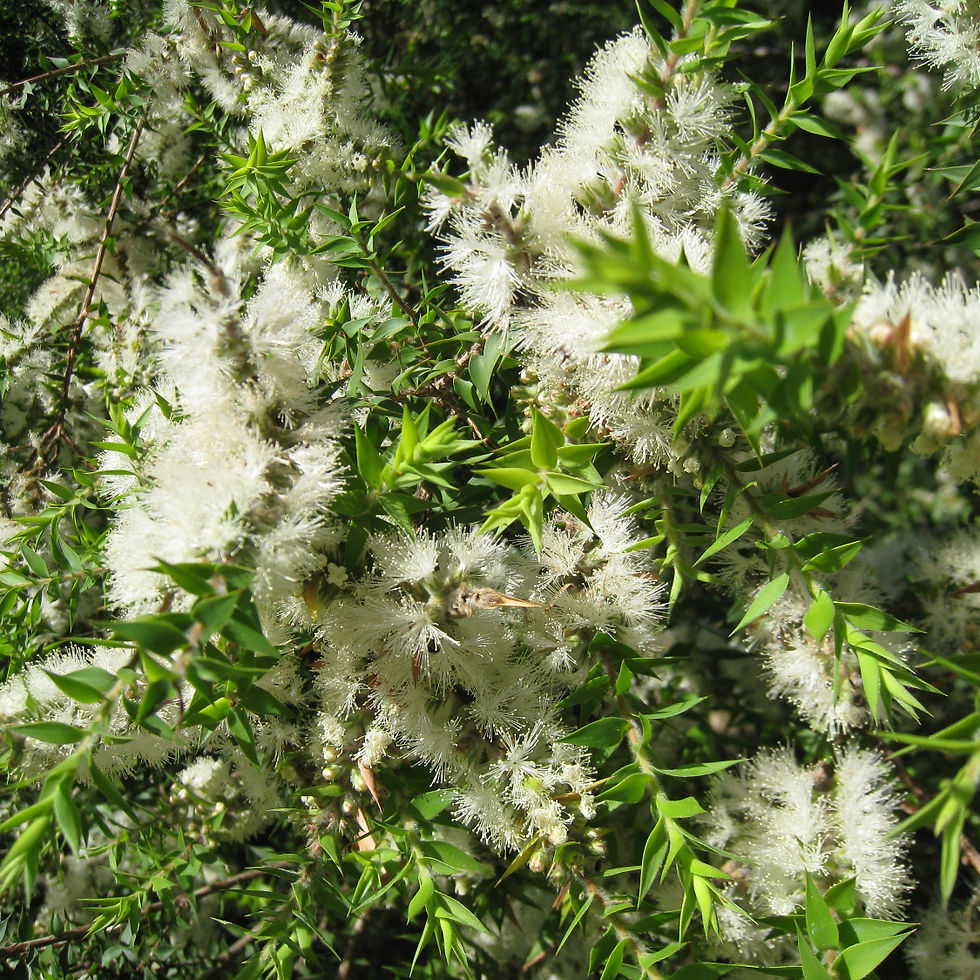 Kunzea ambigua