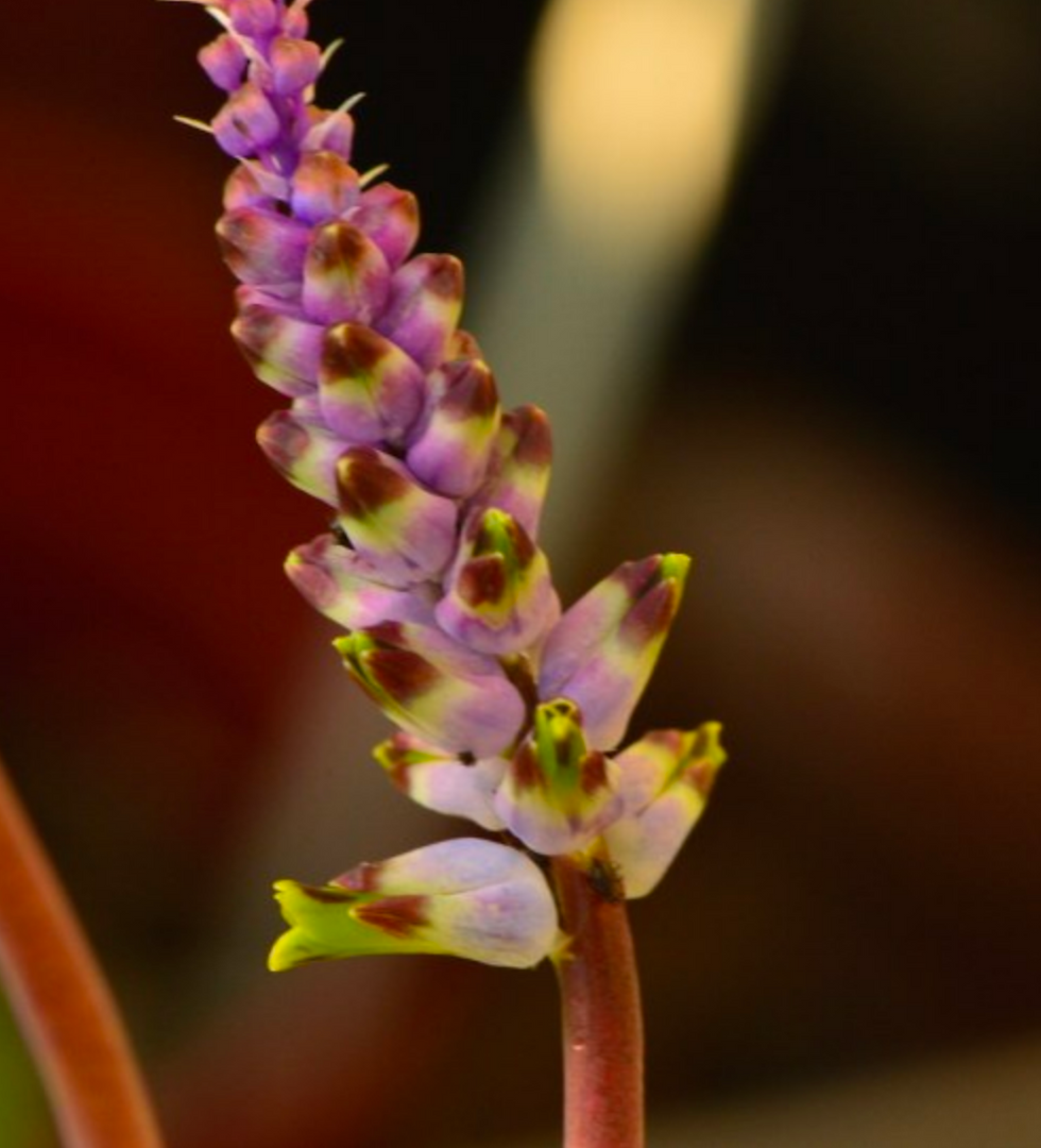 Lachenalia canaliculata