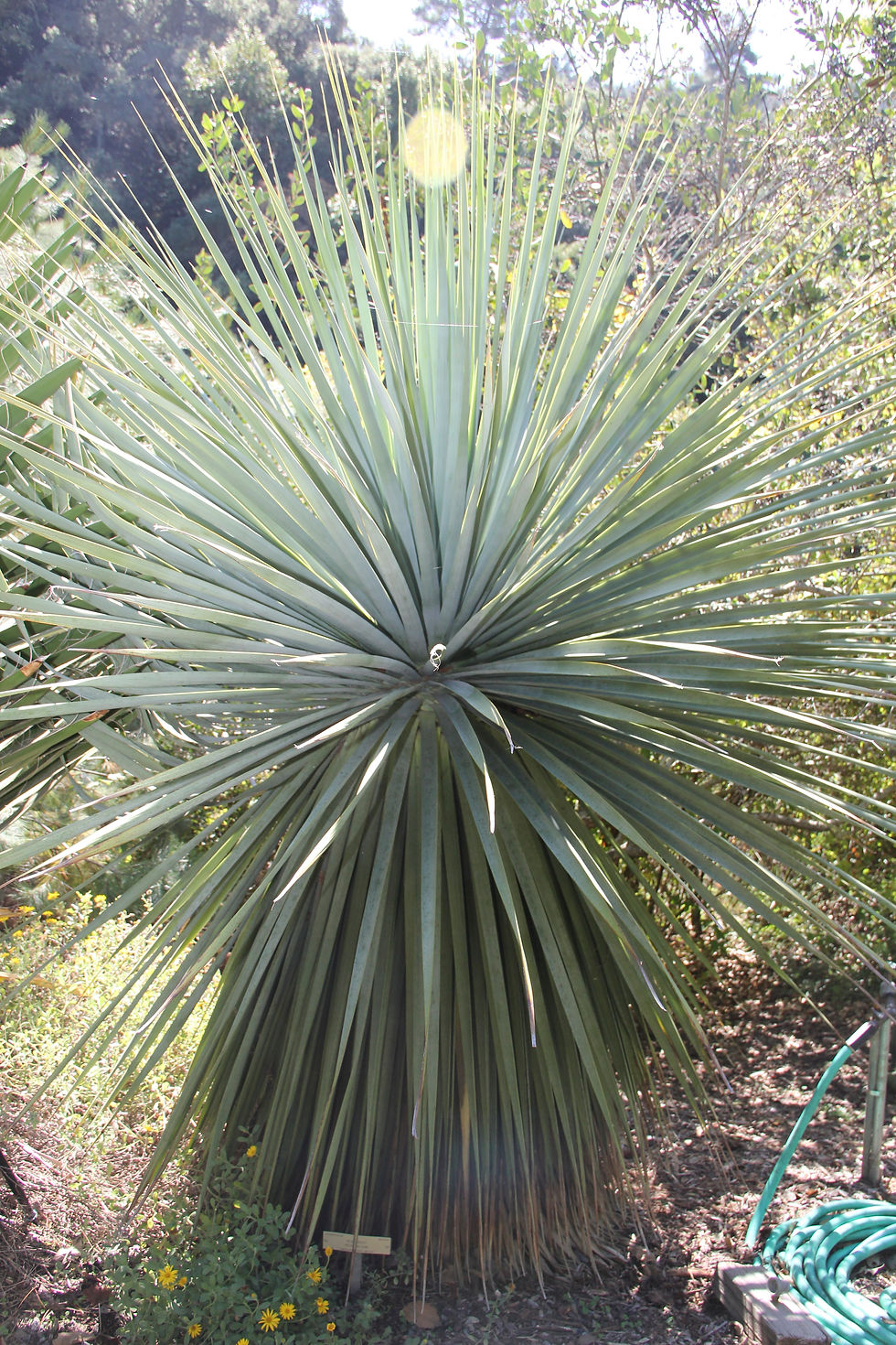 Nolina nelsonii