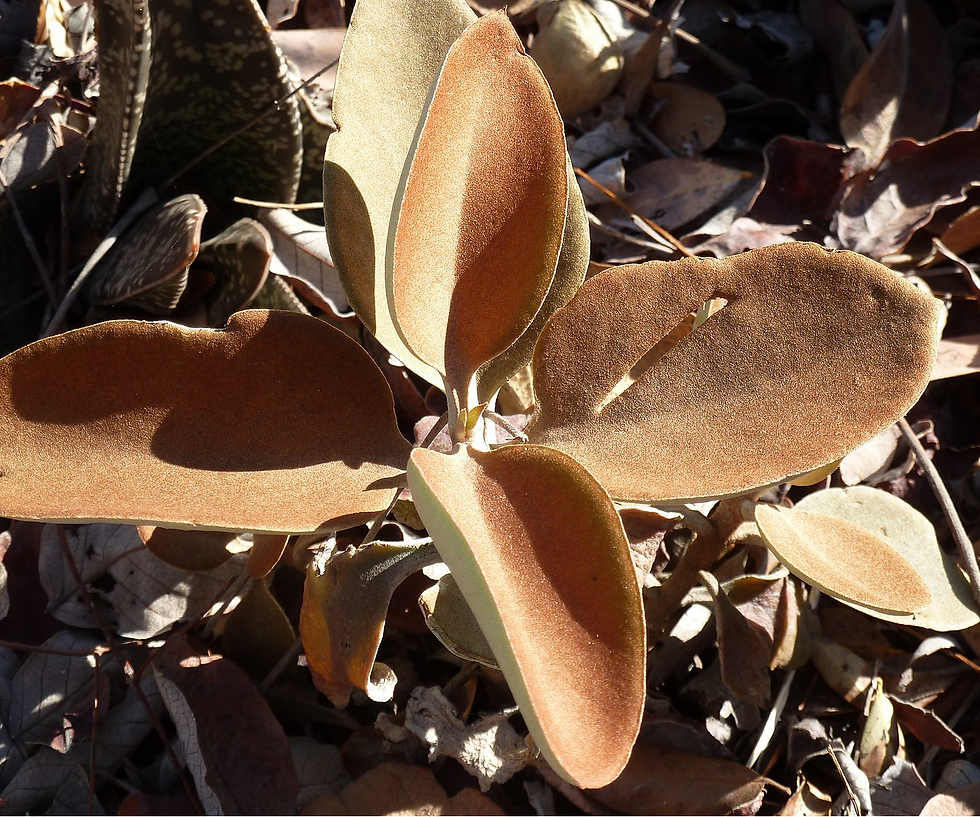 Kalanchoe orgyalis