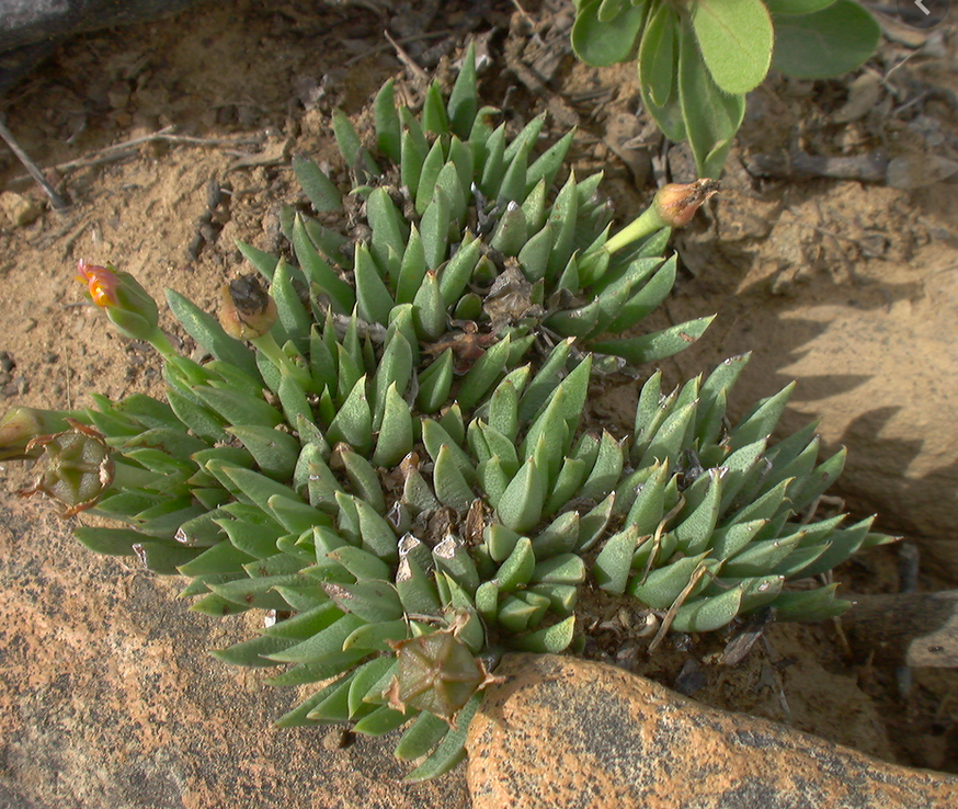 Bergeranthus leightoniae