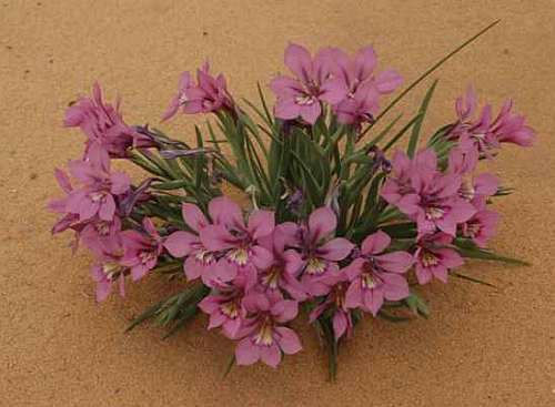 Lapeirousia barklyi